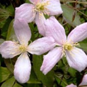 'Vera' is a vigorous climber with scented pink flowers in summer. Clematis montana var. rubens 'Vera' added by Shoot)