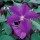 'Star of India' is a climber with deep purple, 5-petal flowers. Clematis 'Star of India' added by Shoot)