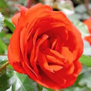 'Remembrance' is a compact floribunda rose with red flowers in summer and autumn. Rosa 'Remembrance' added by Shoot)