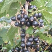 'Ben Hope' is a blackcurrant for culinary or dessert use. Black fruit grows from insignificant pale green flowers. Ribes nigrum 'Ben Hope' added by Shoot)