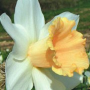 'Pink Smiles' forms pure white petals which accentuate the soft pink trumpet in  Narcissus 'Pink Smiles' added by Shoot)