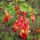Ribes gordonianum added by Shoot)