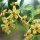 Ribes odoratum added by Shoot)