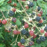 'Oregon Thornless' is a shrub with long, thornless canes, white flowers in summer followed by dark blackberries in late summer. Rubus fruticosus 'Oregon Thornless' added by Shoot)