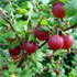 Ribes uva-crispa 'Whinham's Industry'