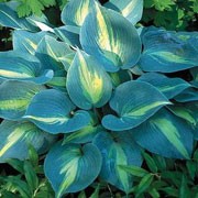 'Touch of Class' is a hardy, clump-forming perennial with upright, heart-shaped leaves, edged in blue-green with yellow-green centres and lavendar flowers in summer. Hosta 'Touch of Class' added by Shoot)