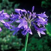 'Torbay' is an herbaceous perennial with dark-green, strap shaped leaves forming at its base.  In summer, it bears spherical heads of tubular mid-blue flowers on upright stems. Agapanthus 'Torbay' added by Shoot)