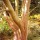 Arbutus glandulosa added by Shoot)