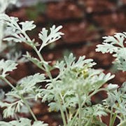 'Lambrook Mist' is a shrubby evergreen perennial with finely divided grey foliage and small yellow flowers in summer. Artemisia absinthium 'Lambrook Mist' added by Shoot)