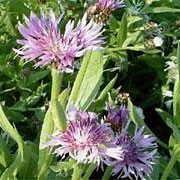 'Parham' is a mid-sized herbaceous perennial with grey-green leaves.  In summer, it bears large, lavender flowers that have narrow petals giving a feathery appearance. Centaurea montana 'Parham' added by Shoot)