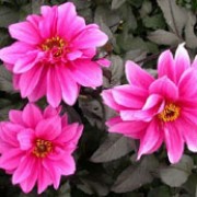 'Fascination' is a tuberous perennial with purple-flushed foliage.  From mid-summer to early autumn, it bears semi-double, pink flowers on dark, upright stems. Dahlia 'Fascination' added by Shoot)