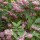 'Tourbillon Rouge' is a mid-sized, deciduous shrub with mid-green leaves.  In late spring, it bears clusters of white flowers with a rose-pink blush. Deutzia 'Tourbillon Rouge' added by Shoot)