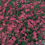 'Leuchtfunk' is a low, mat-forming evergreen perennial with tufts of linear, dark green foliage.  In su mer, it is covered with flat, deep red flowers. Dianthus deltoides 'Leuchtfunk' added by Shoot)