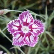 'Queen of Sheba' is an evergreen perennial with linear foliage.  In summer, it bears heavily scented, deep pink and white flowers with intricate markings and fringed margins to its petals. Dianthus 'Queen of Sheba' added by Shoot)