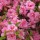 Azalea japonica 'Rosebud' Added by Jennifer M Sleigh