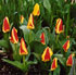 Tulipa 'Stresa'  