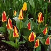 'Stresa' is a compact bulbous perennial, with grey-green leaves mottled with dull purple, and solitary red flowers, each tepal edged with pale yellow in early spring. Tulipa kaufmanniana 'Stresa'   added by Shoot)