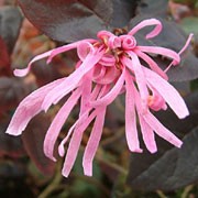 'Fire Dance' is a mid-sized evergreen shrub with purple foliage.  Related to the witch hazel, it has similar spidery flowers, which are pink and scented, appearing in late winter. Loropetalum chinense f. rubrum 'Fire Dance'  added by Shoot)
