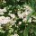  (10/03/2017) Lyonothamnus floribundus subsp. aspeniifolius added by Shoot)