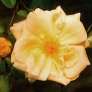 'Emily Gray' is a semi-evergreen rambling rose.  It has dark-green, glossy leaves, purple-tinted when new.  In summer, it bears clusters of fragrant, deep yellow, semi-double flowers. Rosa 'Emily Gray' added by Shoot)