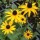 var deamii is a clump-forming, herbaceous perennial with rough, dark-green, ovate leaves.  From late summer to mid-autumn, it produces golden-yellow daisies with dark centres on upright, leafy stems. Rudbeckia fulgida var deamii added by Shoot)