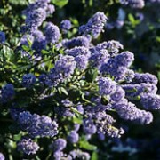 var. horizontalis is a prostrate evergreen shrub with dark-green, small ovate leaves.  In summer, it bears clusters of light blue flowers. Ceanothus griseus var. horizontalis added by Shoot)