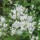 'Nikko' is a low, spreading deciduous shrub with bright green, lance-shaped foliage that becomes red-tinted in autumn.  In summer, it is clothed with clusters of white flowers. Deutzia gracilis 'Nikko' added by Shoot)