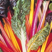 'Bright Lights' is a leafy, dark green vegetable, related to the beet, with thick, crisp white or red stems and ribs. This variety forms bright stems of purple, pink and orange and young leaves can be picked early for salads. Beta vulgaris flavescens 'Bright Lights' added by Shoot)