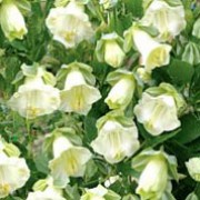 'Alba' is a vigorous, perennial climber (grown as an annual) with honey scented, bell-shaped flowers which emerge green and then turn to creamy white in summer and autumn. Cobaea scandens 'Alba' added by Shoot)