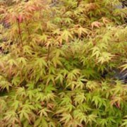 'Katsura' is a small deciduous tree or shrub with palmately lobed leaves pale orange in spring, yellow in summer, with hues of both colours and pink in autumn. Though it can reach 6m it can be kept dwarf or as a bonsai. Acer palmatum 'Katsura' added by Shoot)