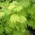 'Aureum' is a a slow growing maple. Leaves are pale yellow in spring, darkening to yellow green in summer; in autumn turning gold on the inside and red on the margins.   Acer shirasawanum 'Aureum'  added by Shoot)