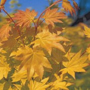 'Jordan'  is a slow growing dwarf Acer with bright golden foliage in spring, turning rich red in summer and autumn.
  Acer shirasawanum 'Jordan'  added by Shoot)