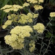  'Anthea' is a hardy herbaceous perennial with silver foliage. Large long-flowering pale yellow flowers fade in late summer to a creamy yellow.  Achillea 'Anthea' added by Shoot)