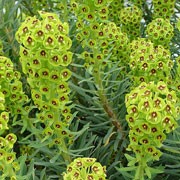 'Black Pearl' is an evergreen perennial with architectural, upright, leafy stems.  From early spring, it bears long-lasting terminal clusters of lime-green cupped flowers with black centres. Euphorbia characias 'Black Pearl' added by Shoot)