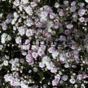 'Rosenschleier' is a semi-evergreen perennial forming an airy mass of narrow stems.  It has linear, grey-green foliage and in summer, bears open panicles of small, light-pink, double flowers. Gypsophila 'Rosenschleier'  added by Shoot)