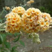 'Sungold' is a vigorous, large deciduous shrub with rough, ovate, dark-green leaves.  In summer and autumn, it produces many spherical clusters of deep yellow, heavily scented flowers. Buddleja x weyeriana 'Sungold' added by Shoot)
