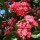 'Paul's Scarlet' is a deciduous tree with shiny, lobed leaves.  In spring, it bears clusters of double, red flowers. Crataegus laevigata 'Paul's Scarlet'  added by Shoot)