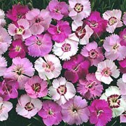 'Ipswich Pinks' is an evergreen perennial with linear foliage. In summer, it bears heavily scented, deep pink, pale pink and white flowers with intricate markings and fringed margins to its petals. Dianthus plumaris 'Ipswich Pinks' added by Shoot)