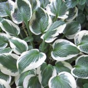 'Patriot' is a perennial with a clump-forming habit. Its rounded, heart-shaped leaves edged in white. In summer it bears lavender flowers on erect leafy stems. Hosta 'Patriot' added by Shoot)