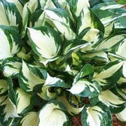 'Fire and Ice' Hosta 'Fire and Ice' added by Shoot)