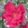 'Frensham' is a Floribunda rose. It is a throny stemmed shrub with dark-green, shiny leaves that are purple tinted when young. In summer and autumn, it bears clusters of bright-red, semi-double flowers. Rosa 'Frensham' added by Shoot)