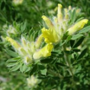 Chamaecytisus supinus added by Shoot)
