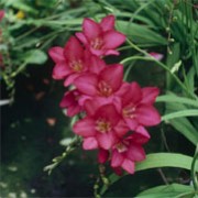 'Everett' is a cormous perennial often grown as an annual with strap-shaped leaves.  In winter and spring, it bears fragrant, deep-pink, funnel-shaped flowers that are excellent for cutting. Freesia 'Everett' added by Shoot)