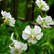 'Album' is a clump-forming, herbaceous perennial with deeply lobed leaves.  From late spring to mid-summer, it produces pure white flowers on upright, wiry stems. Geranium phaeum 'Album' added by Shoot)