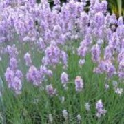 'Melissa Lilac' is a small evergreen shrub with grey-green, linear leaves.  In summer, it bears spikes of fragrant lilac flowers on upright, wiry stems. Lavandula angustifolia 'Melissa Lilac' added by Shoot)