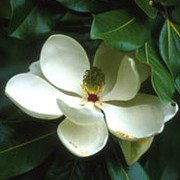 'Goliath' is an evergreen shrub or tree with broadly ovate, glossy, dark green leaves with wavy margins.  From mid-summer into autumn, it bears very large, goblet-shaped, off-white flowers that are highly scented. Magnolia grandiflora 'Goliath' added by Shoot)