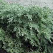 'Jeddeloh' is a small, compact evergreen conifer with a prostrate habit.  It has dark-green, needle-like leaves on arching branches. Tsuga canadensis 'Jeddeloh' added by Shoot)