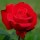 Alec's Red is a hybrid tea rose with mid-green glossy leaves.  In summer and autumn, it bears clusters of scented deep-red, double flowers. Rosa Alec's Red added by Shoot)
