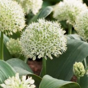  (09/02/2022) Allium karataviense 'Ivory Queen' added by Shoot)