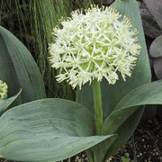 'Ivory Queen' is a low-growing perennial with wide, arching, grey-green leaves.  In summer, its bears spheres of star-shaped, creamy-white flowers on upright stems. Allium karataviense 'Ivory Queen' added by Shoot)